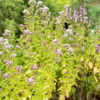 Origanum vulgare `Gold Tip` harilik pune
