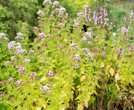Origanum vulgare `Gold Tip` harilik pune