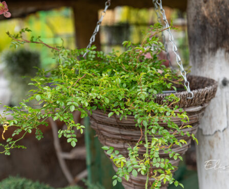 Rosa `Green Summer` roos (2)