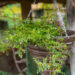 Rosa `Green Summer` roos (2)
