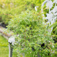Rosa `Green Summer` roos