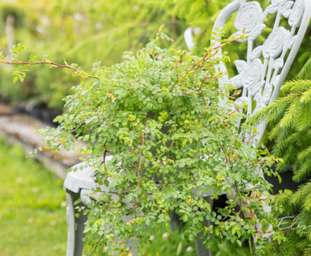 Rosa `Green Summer` roos