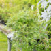 Rosa `Green Summer` roos