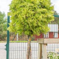 Thuja occidentalis `Fastigiata` PA harilik elupuu