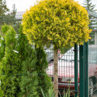 Thuja occidentalis `Yellow Ribbon` PA harilik elupuu