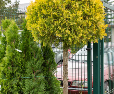 Thuja occidentalis `Yellow Ribbon` PA harilik elupuu