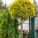 Thuja occidentalis `Yellow Ribbon` PA harilik elupuu