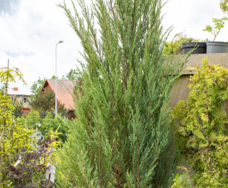 Juniperus scopulorum `Blue Arrow` kaljukadakas