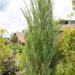 Juniperus scopulorum `Blue Arrow` kaljukadakas