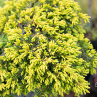 Juniperus communis `Goldschatz` harilik kadakas (2)