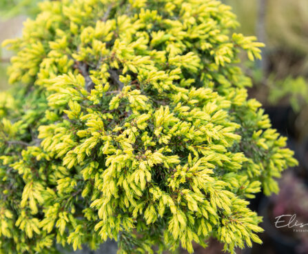 Juniperus communis `Goldschatz` harilik kadakas (2)