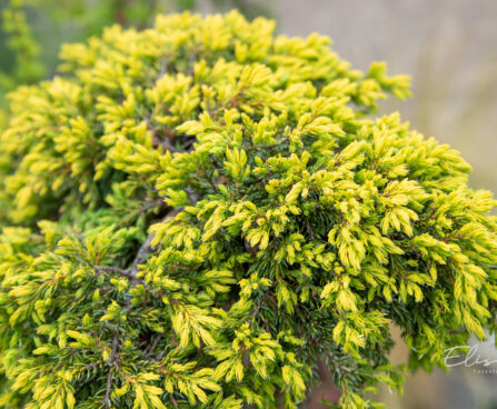 Juniperus communis `Goldschatz` harilik kadakas (1)