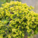 Juniperus communis `Goldschatz` harilik kadakas (1)