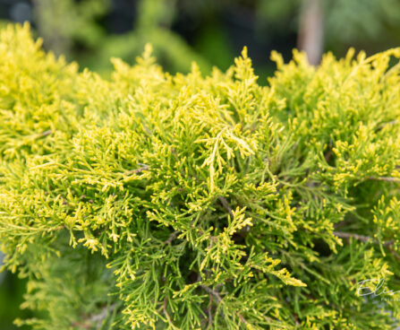 Juniperus media `Golden Joy` PA keskmine kadakas (1)