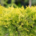 Juniperus media `Golden Joy` PA keskmine kadakas (1)