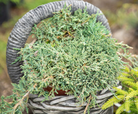 Juniperus horizontalis `Monber Icee Blue` roomav kadakas (1)