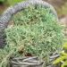 Juniperus horizontalis `Monber Icee Blue` roomav kadakas (1)