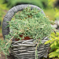Juniperus horizontalis `Monber Icee Blue` roomav kadakas (2)