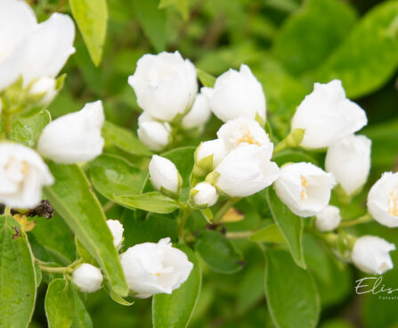 Philadelphus `Virginal` ebajasmiin (1)