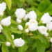 Philadelphus `Virginal` ebajasmiin (1)