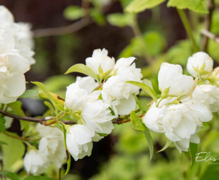 Philadelphus `Virginal` ebajasmiin (2)