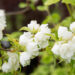 Philadelphus `Virginal` ebajasmiin (2)