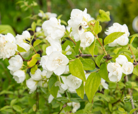 Philadelphus `Virginal` ebajasmiin (3)