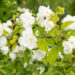 Philadelphus `Virginal` ebajasmiin (3)