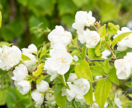 Philadelphus `Virginal` ebajasmiin (4)