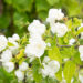 Philadelphus `Virginal` ebajasmiin (4)