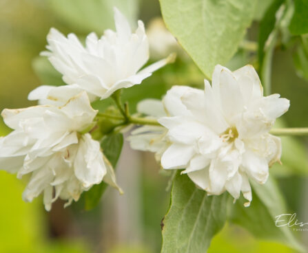 Philadelphus `Minnesota Snowflake` ebajasmiin (1)