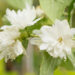 Philadelphus `Minnesota Snowflake` ebajasmiin (1)