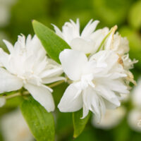 Philadelphus `Minnesota Snowflake` ebajasmiin (2)