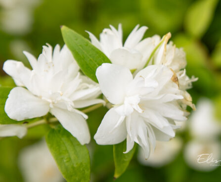 Philadelphus `Minnesota Snowflake` ebajasmiin (2)