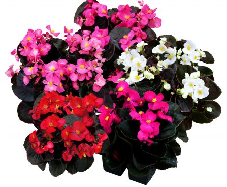 1551_10810_6120738-1_BEGONIA_SENATOR_IQ_MIX_semperbegoonia.jpg