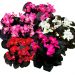 1551_10810_6120738-1_BEGONIA_SENATOR_IQ_MIX_semperbegoonia.jpg