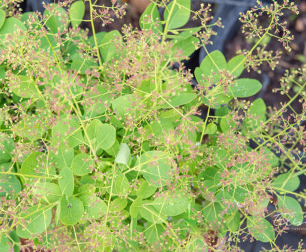 Cotinus coggygria `Young Lady` harilik parukapuu (1)