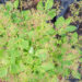 Cotinus coggygria `Young Lady` harilik parukapuu (1)