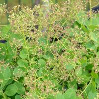 Cotinus coggygria `Young Lady` harilik parukapuu (2)