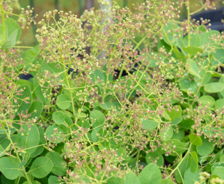 Cotinus coggygria `Young Lady` harilik parukapuu (2)