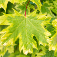 Acer platanoides `Drummondii` harilik vaher (1)
