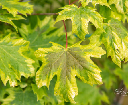 Acer platanoides `Drummondii` harilik vaher (2)