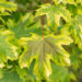 Acer platanoides `Drummondii` harilik vaher (2)
