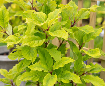 Syringa emodi `Aureovariegata` himaalaja sirel (2)