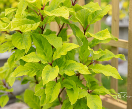 Syringa emodi `Aureovariegata` himaalaja sirel (3)