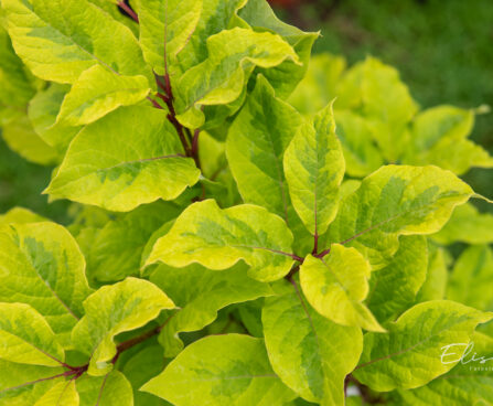 Syringa emodi `Aureovariegata` himaalaja sirel (4)