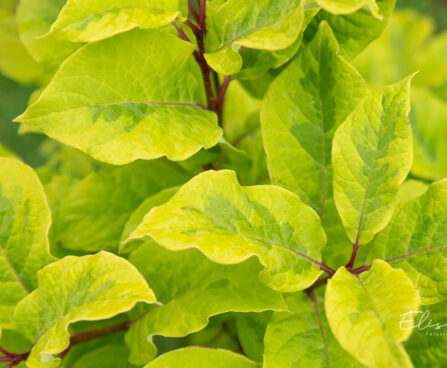 Syringa emodi `Aureovariegata` himaalaja sirel (1)