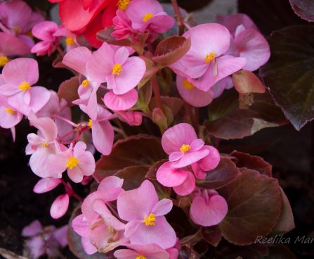 1551_4565_Begonia_x_semperflorens_Senator_Mix.jpg