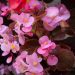 1551_4565_Begonia_x_semperflorens_Senator_Mix.jpg