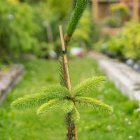Picea abies `Cranstonii` harilik kuusk